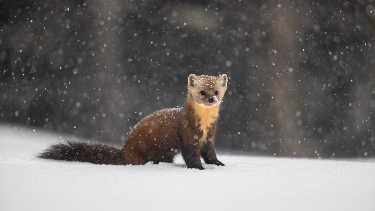Pine Marten 1