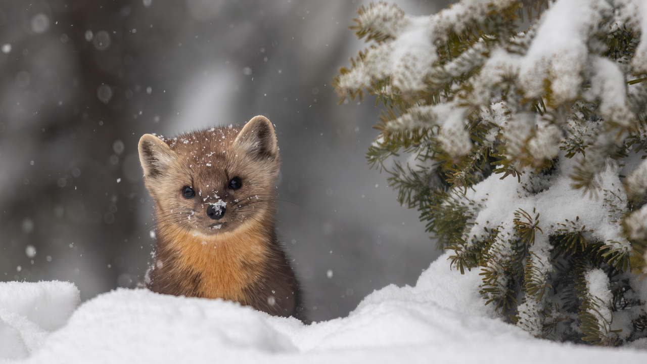 Pine Marten 2
