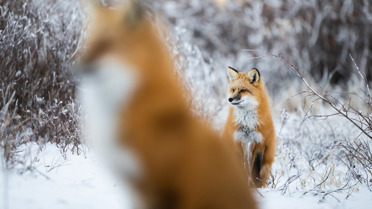Foxes