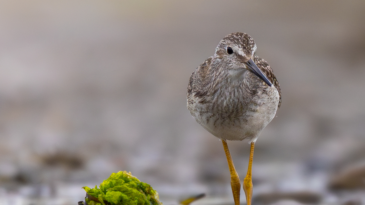 Lesser Yellowlegs