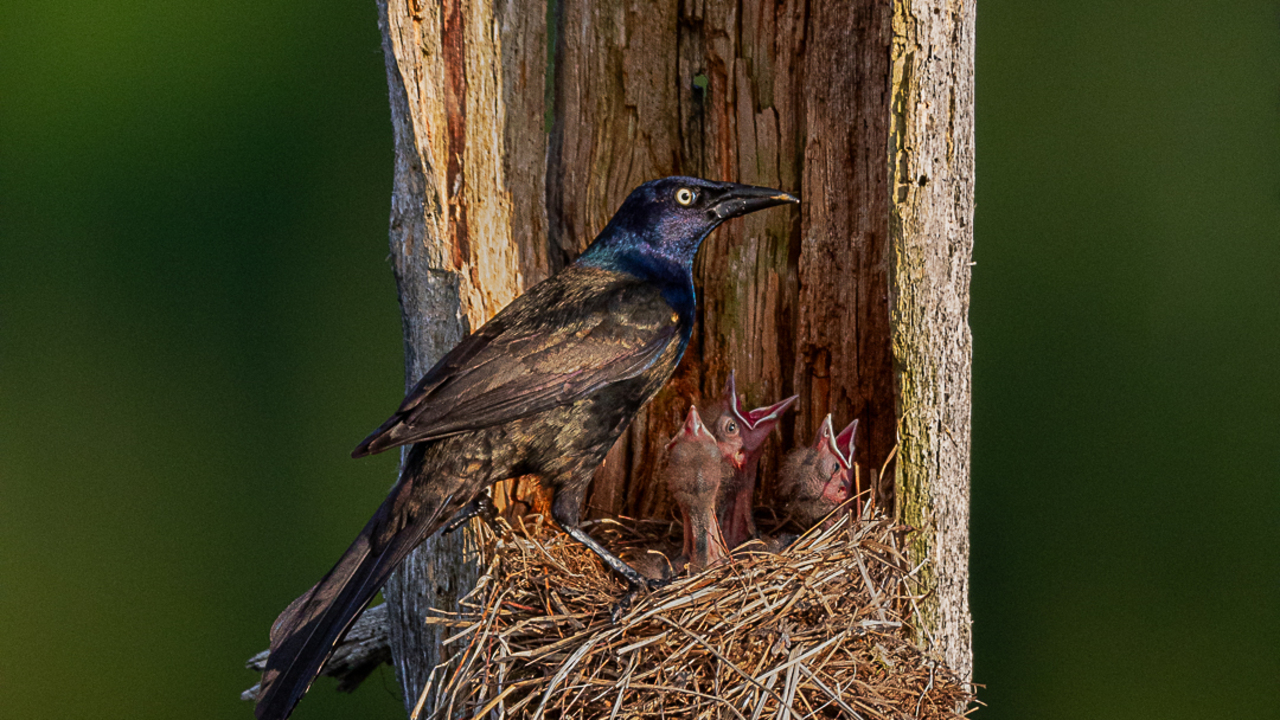 Grackle Family
