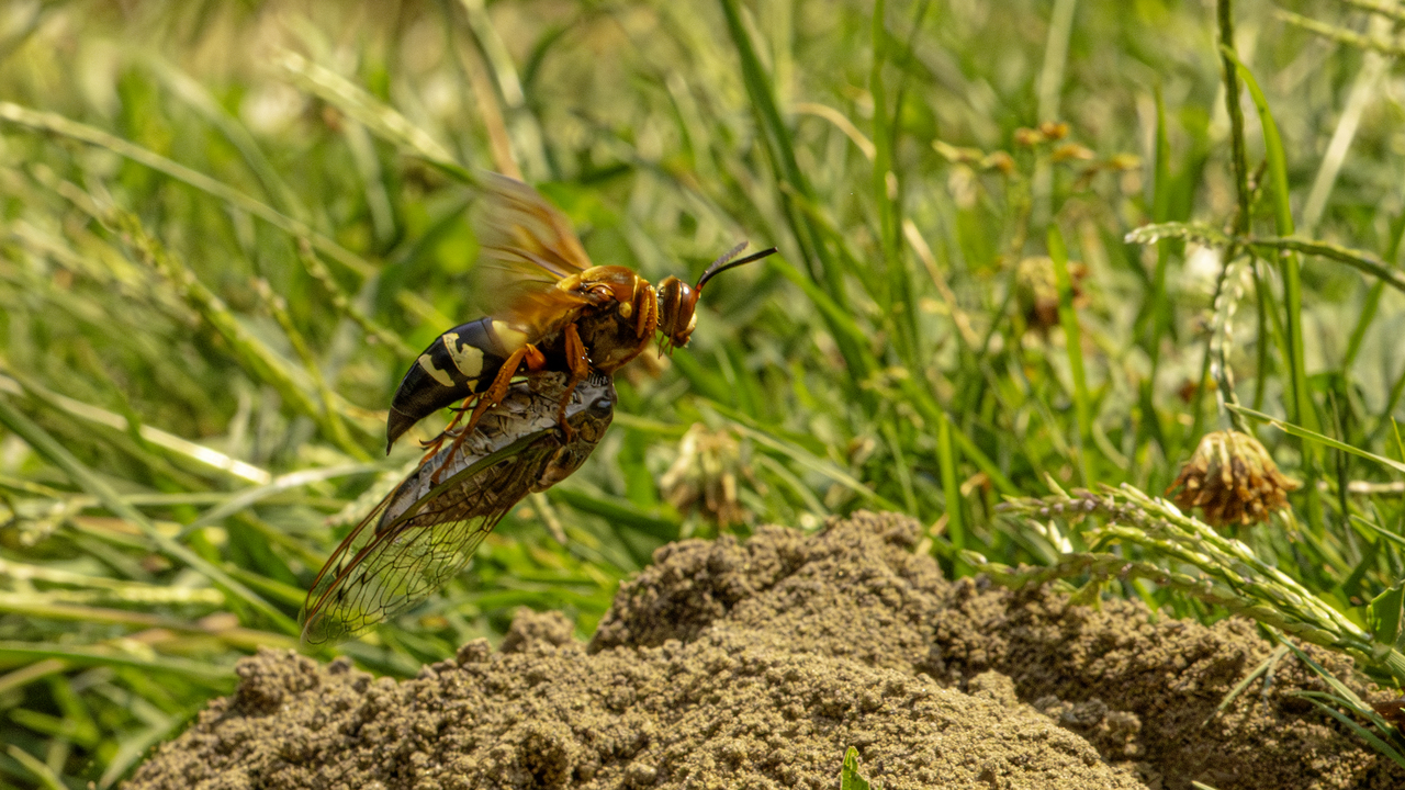 Eastern Cicada Killer Wasp