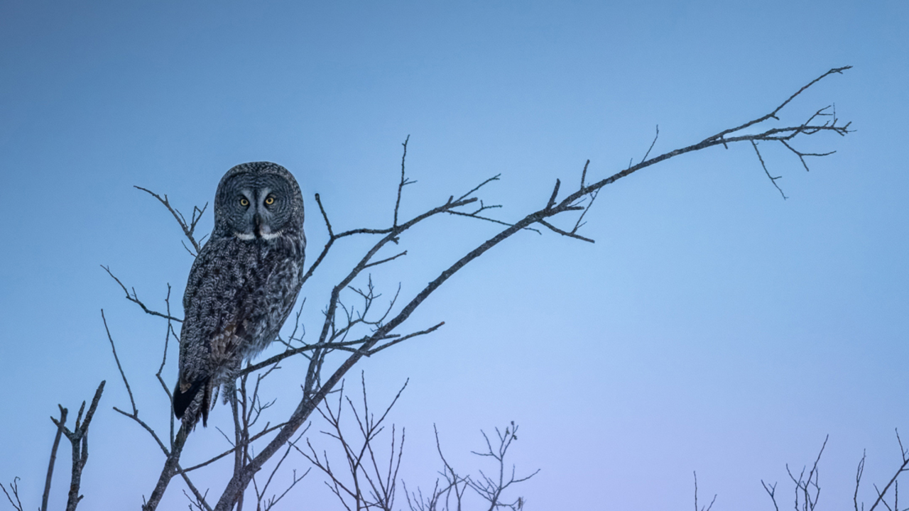 Phantom of the forrest 1