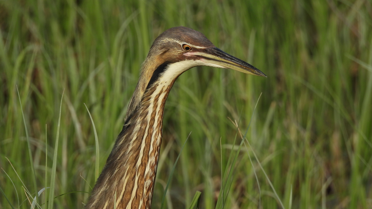 Surveilling the Marsh
