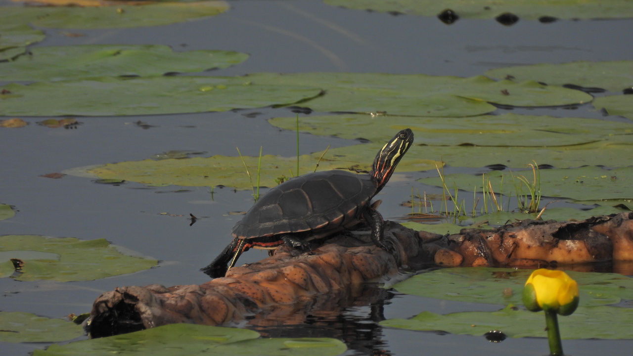 Painted Turtle