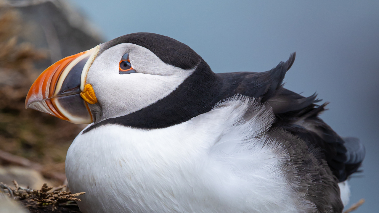 Fluff n Puffin