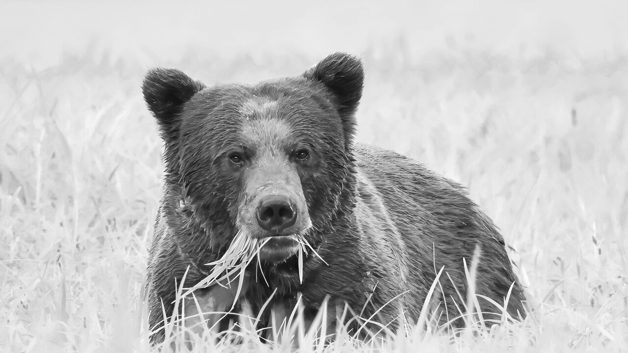 Hey Bear!
