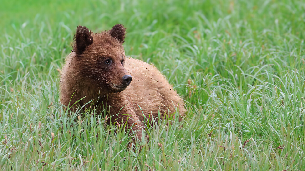 Yearling