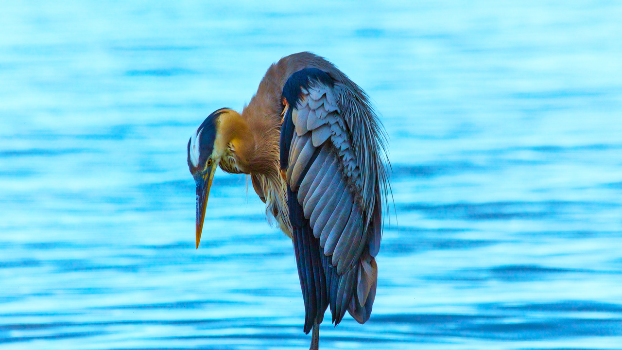 Heron On A Rock