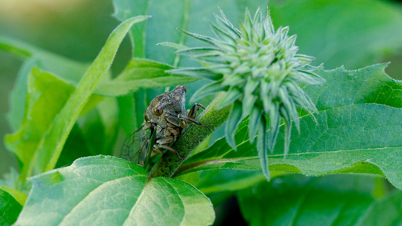 Cicada