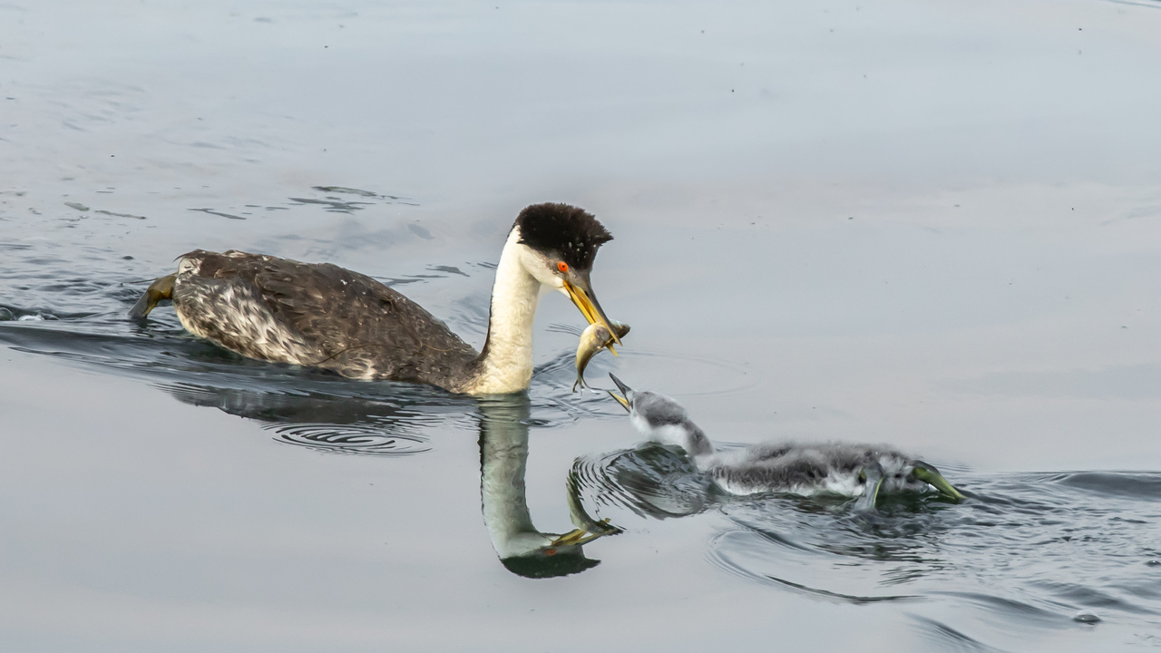Western Grebe
