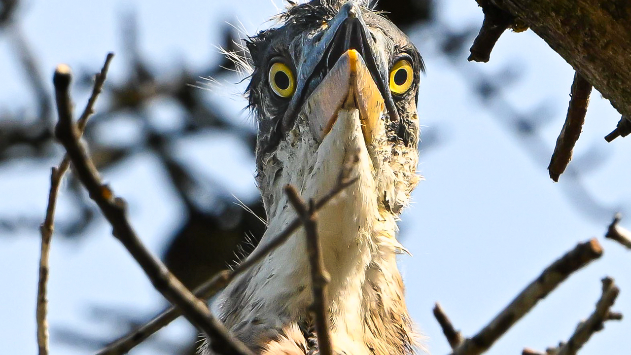 Great Blue Heron Fledgling