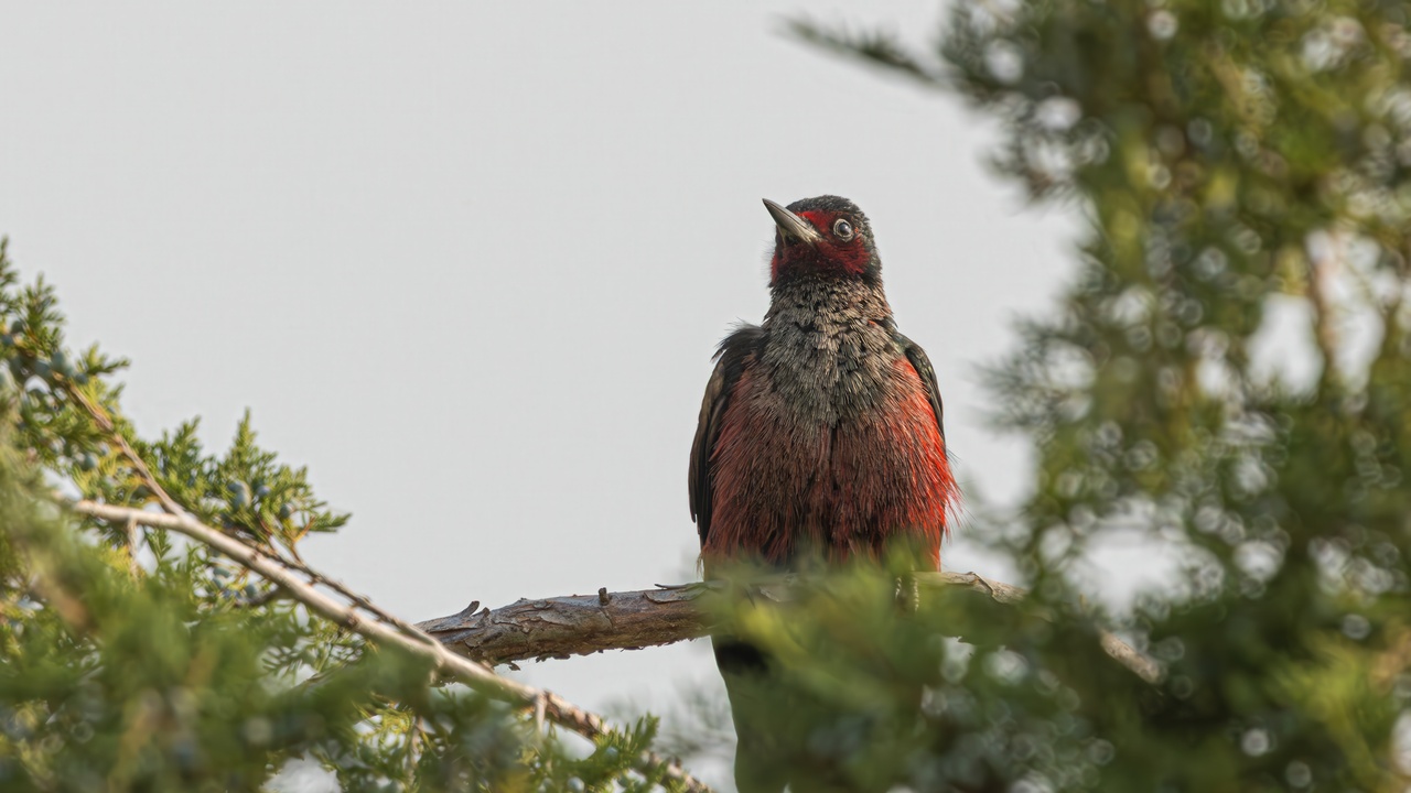 Morning Birding