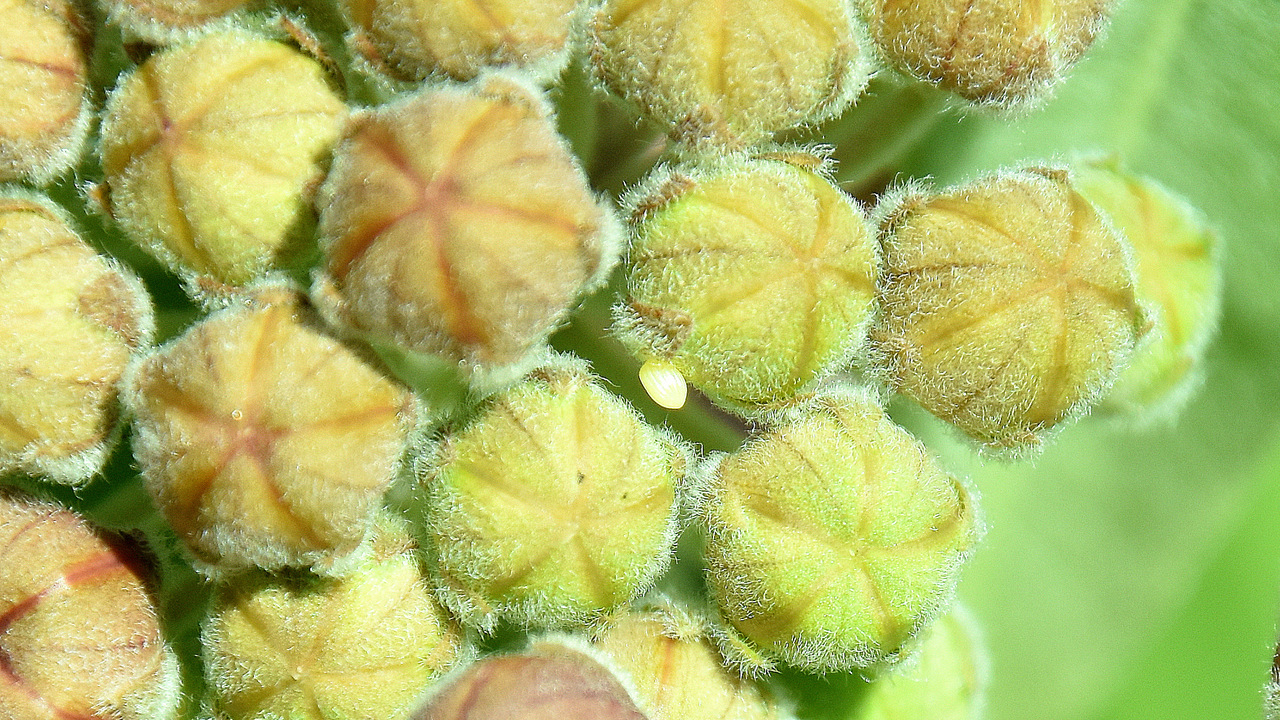 Monarch egg