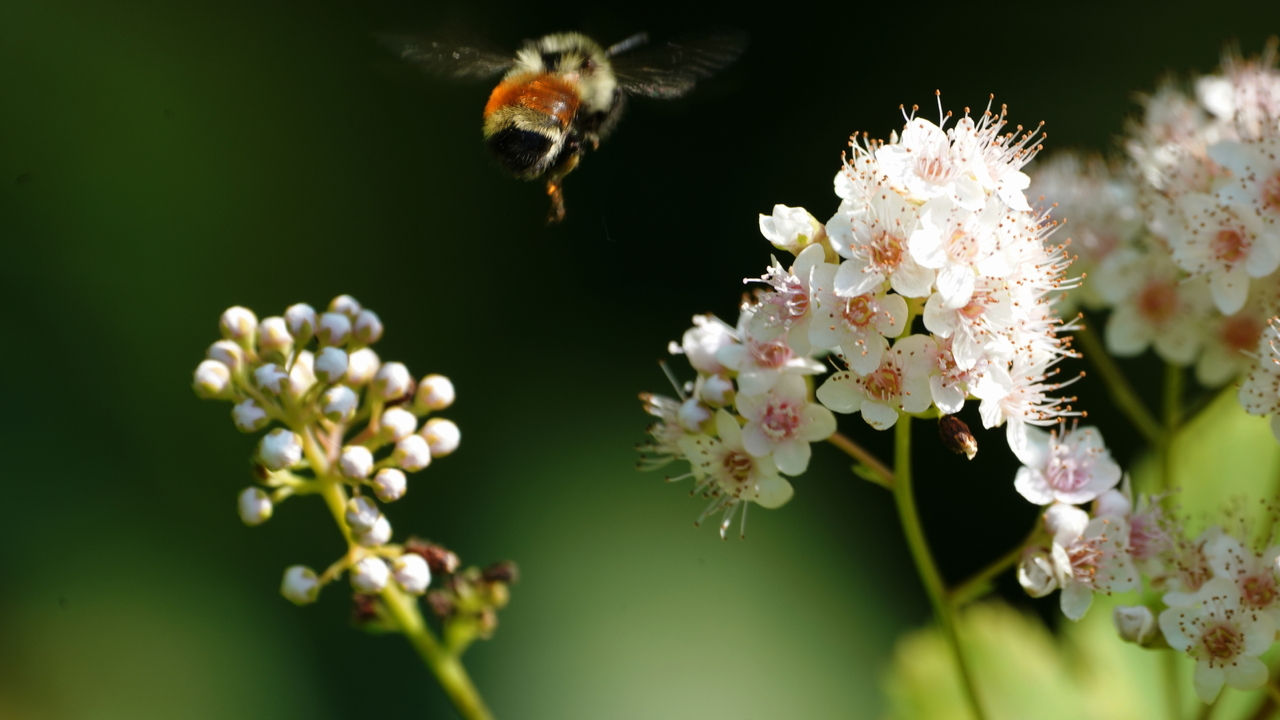 Bumblebee and meadow-sweet