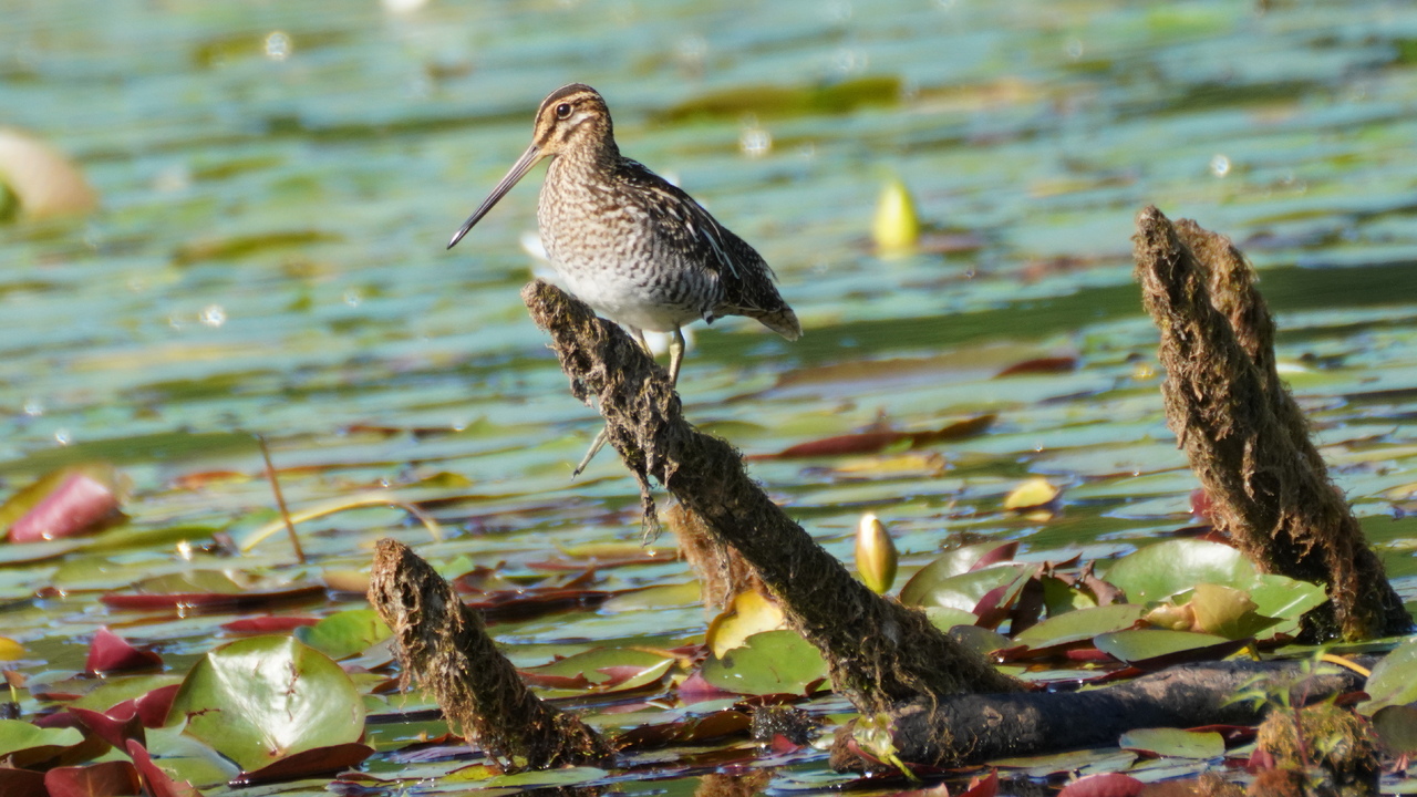Wilson's snipe?
