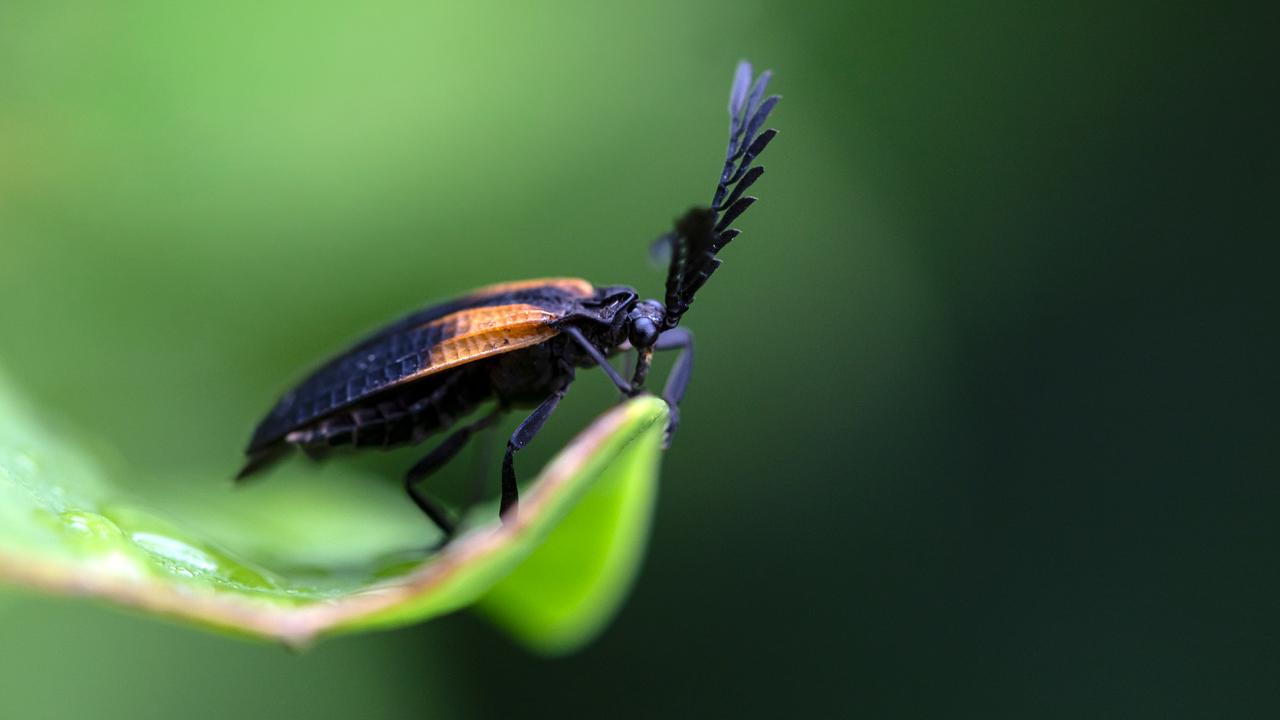 Lycidae