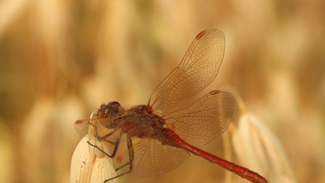Red Dragon