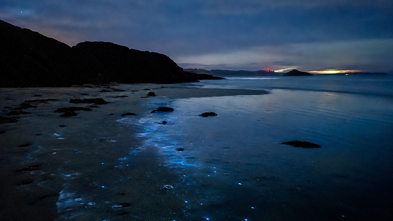 West coast bioluminescence 