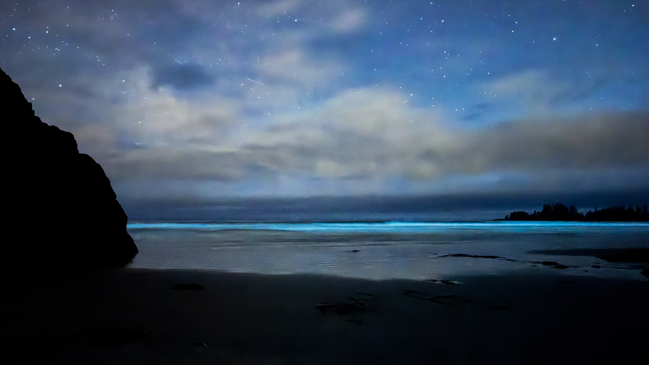 Bioluminescent waves