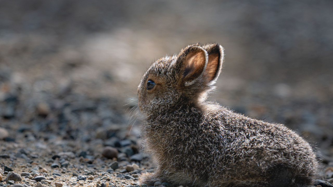 Frozen Baby Bunny