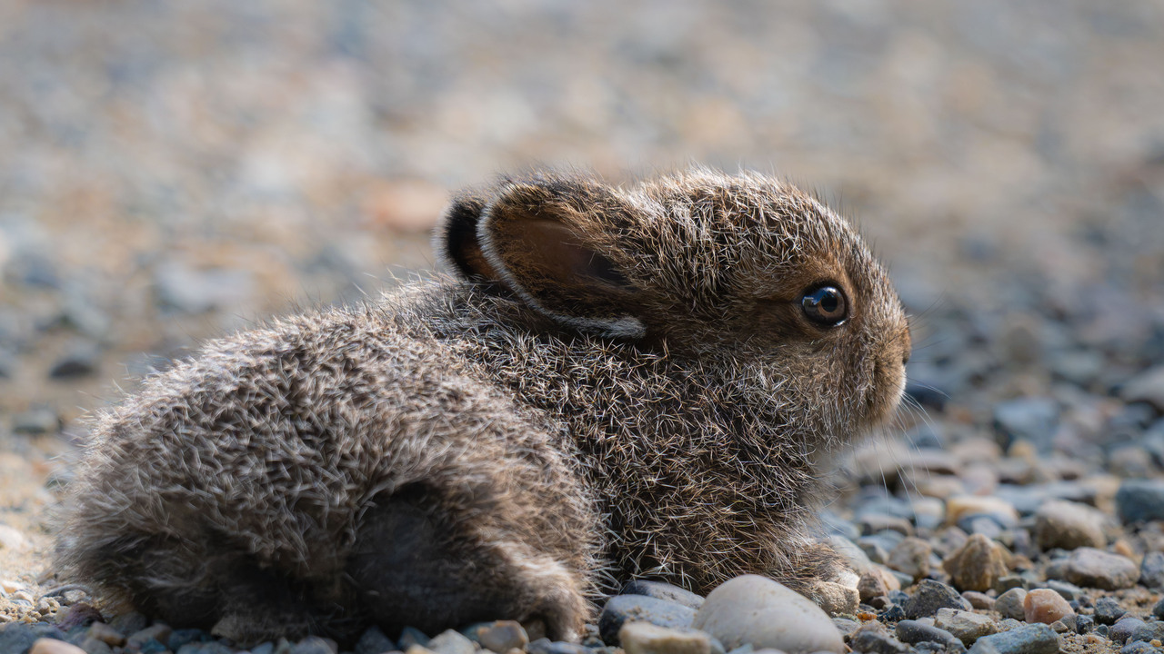 Frozen Baby Bunny