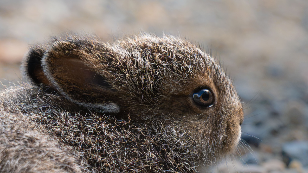 Frozen Baby Bunny