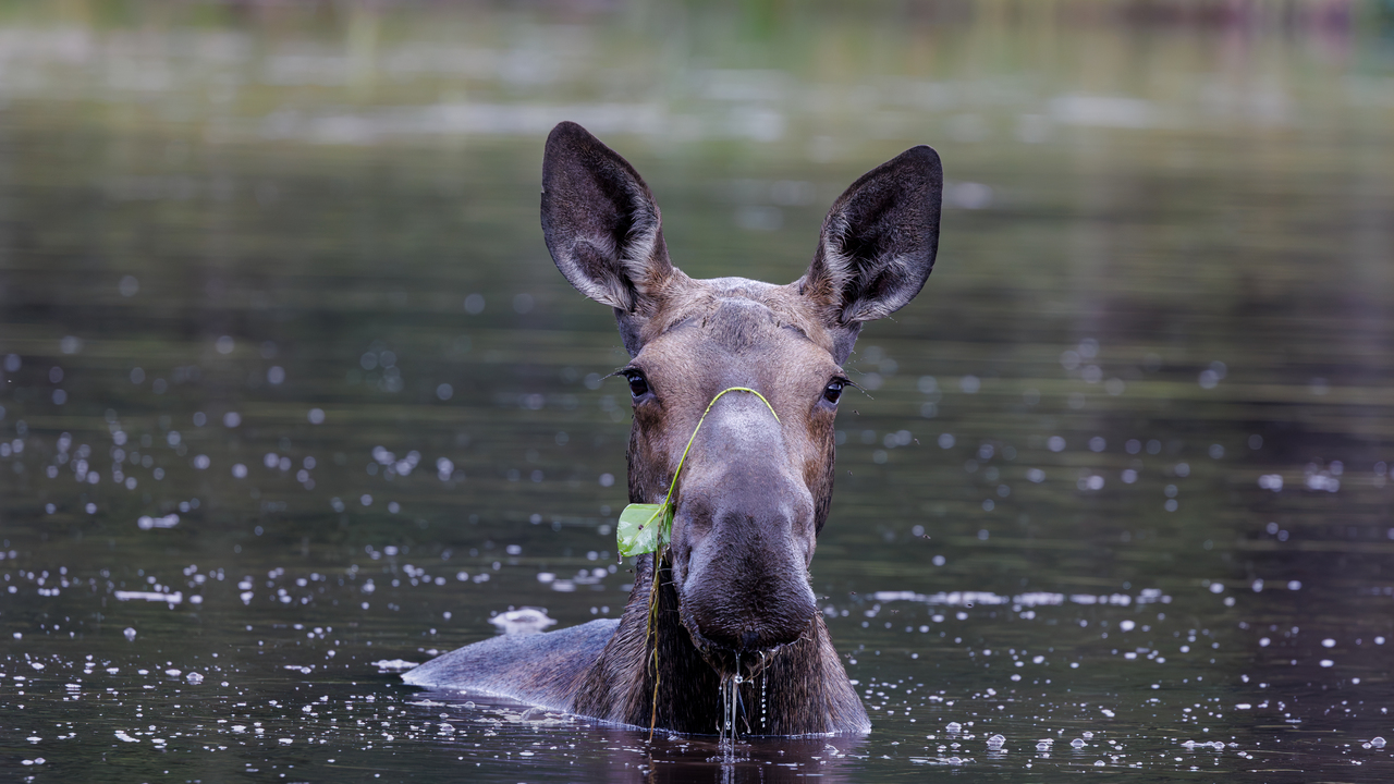 Mama Moose