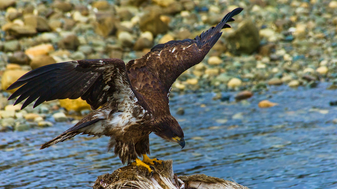 Young Bald Eagle