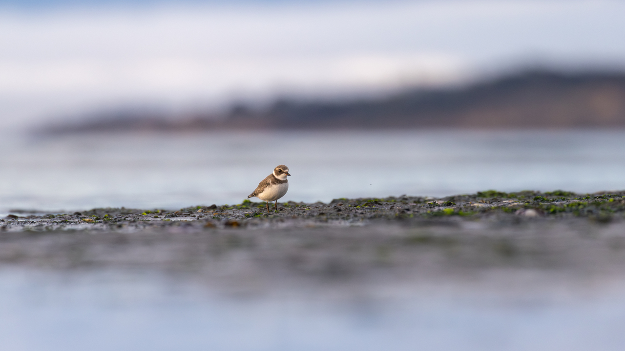 lone plover