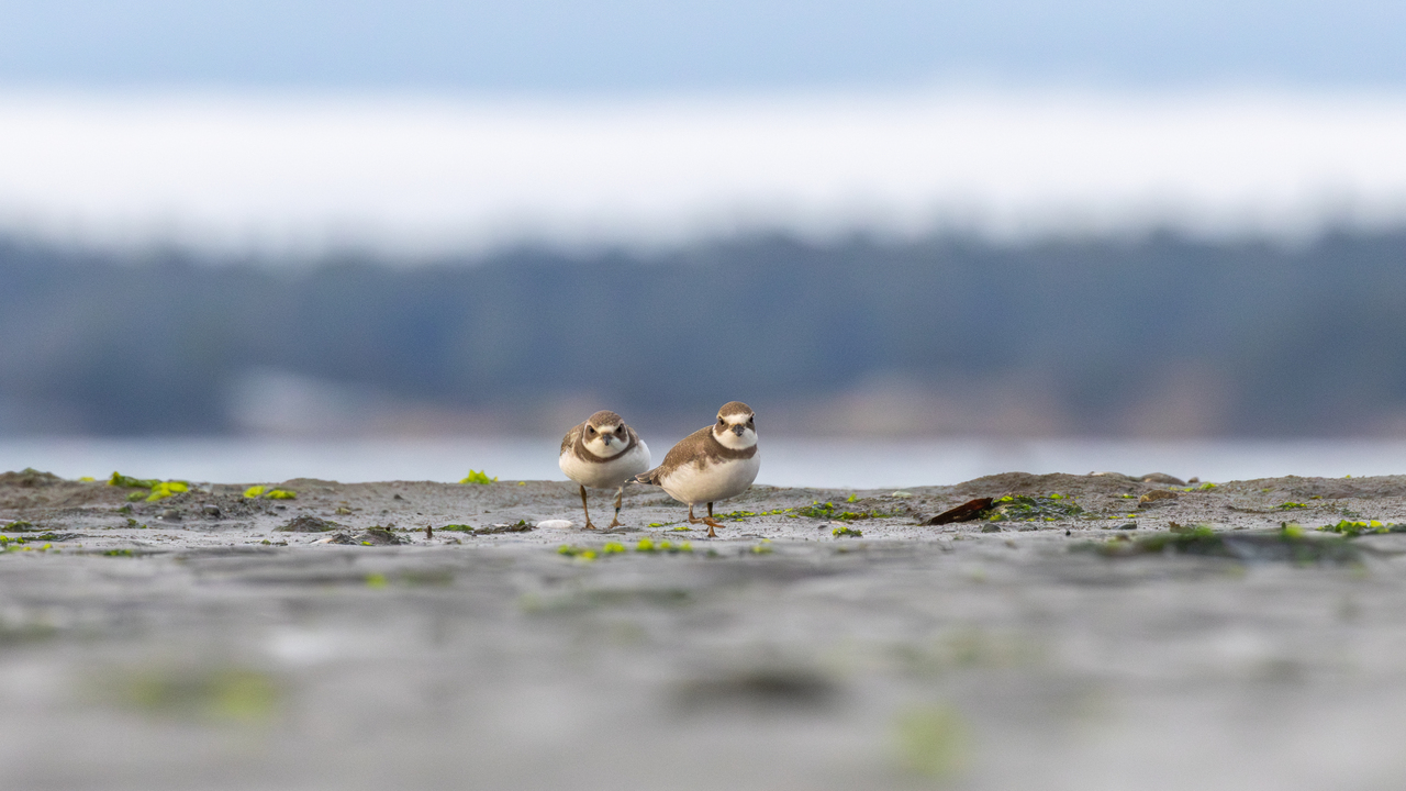 plover stare down 