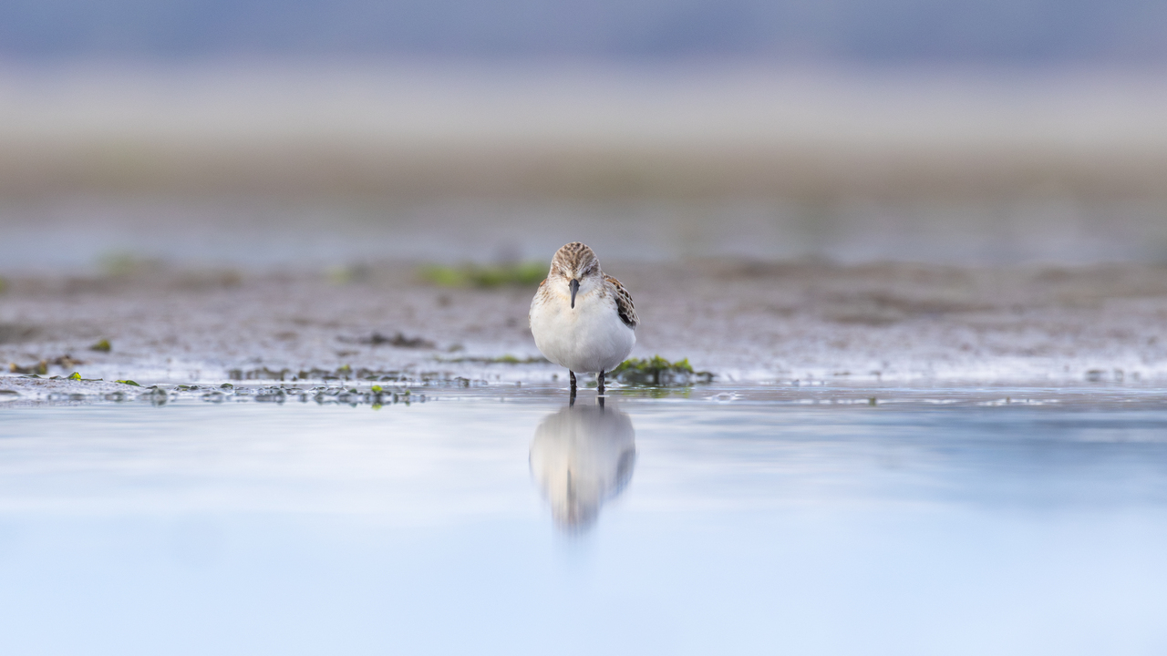sleepy sandpiper