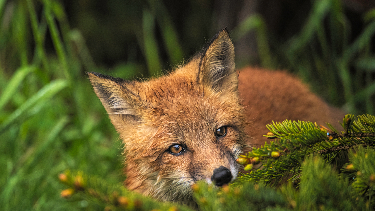 Fox Kit