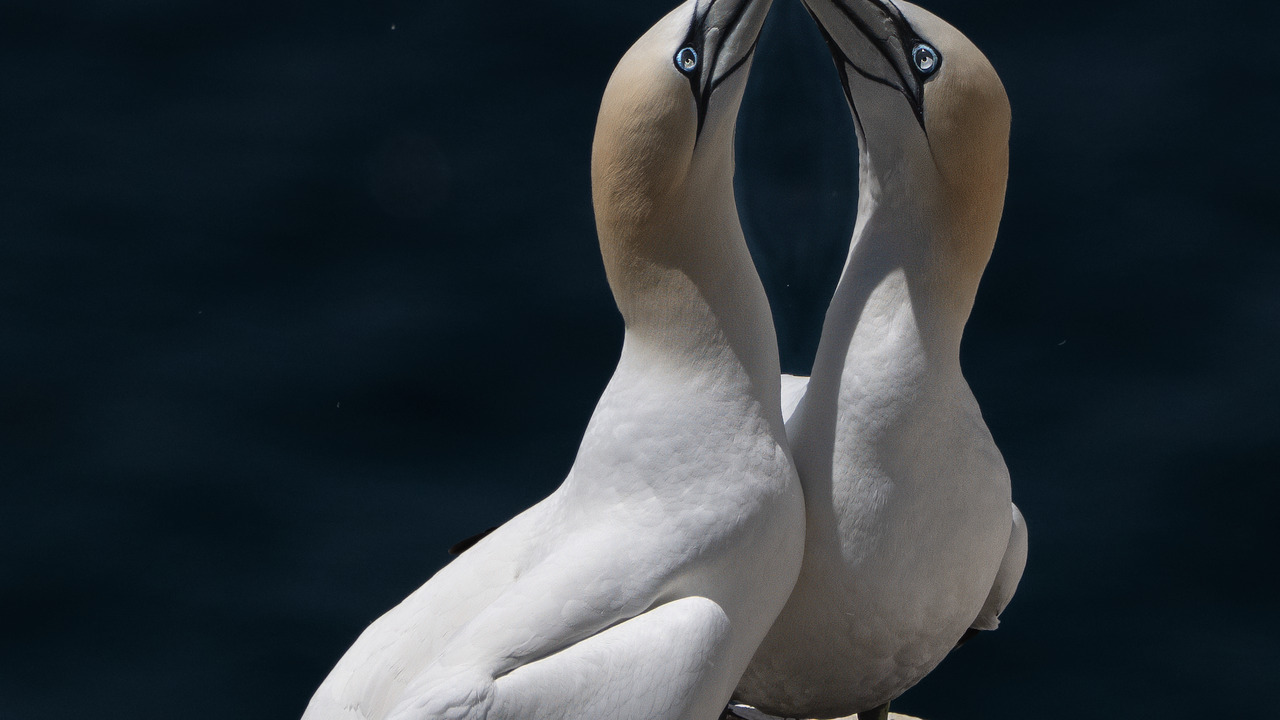 Lov e Birds