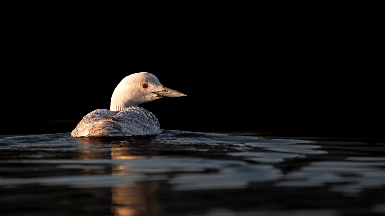 The Uncommon Common Loon