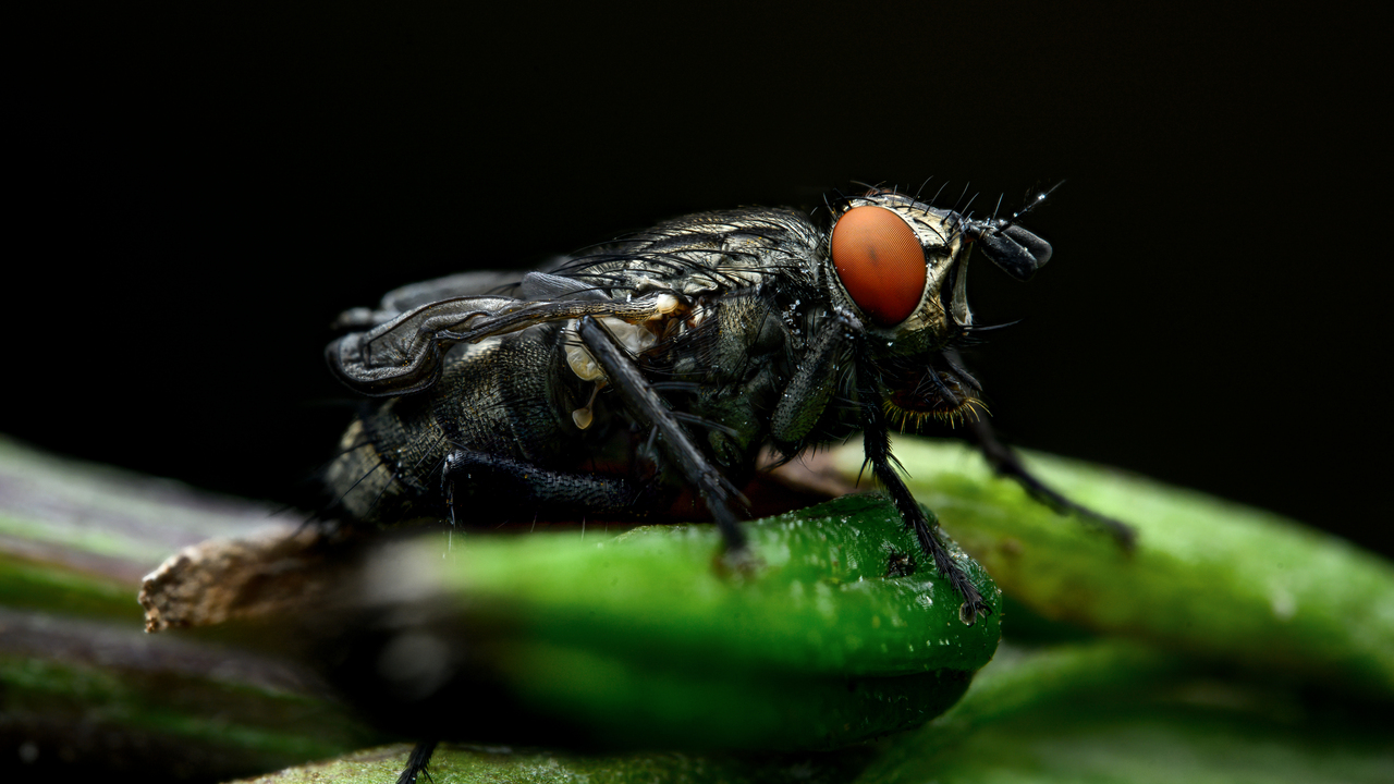 Fly Macro