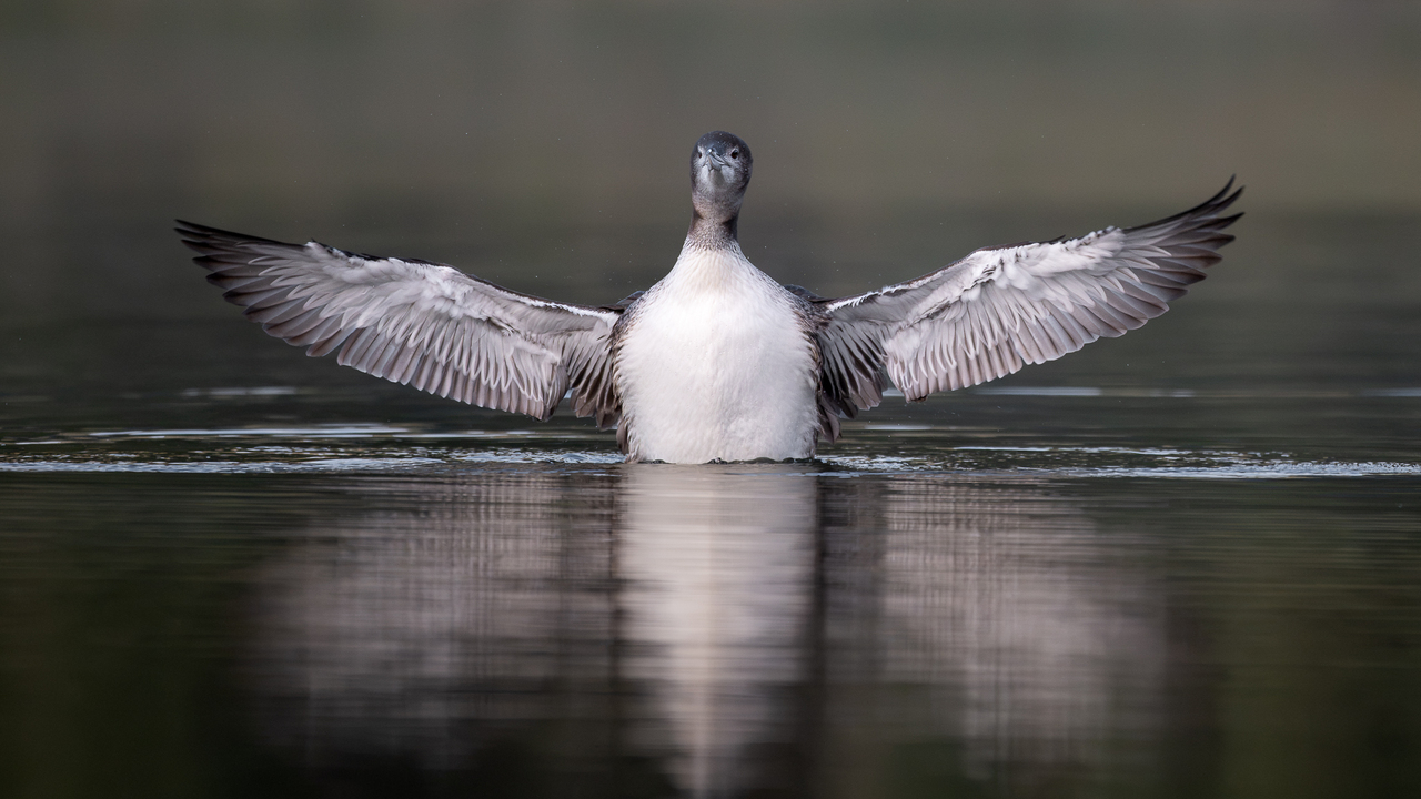 The Conductor