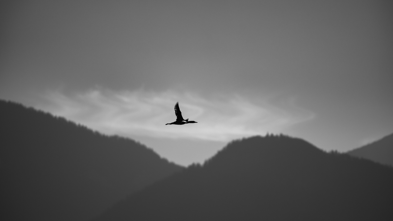 Mountain Flight
