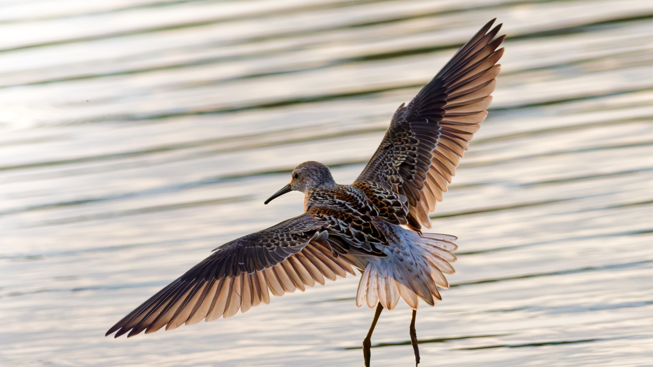 Wings Display