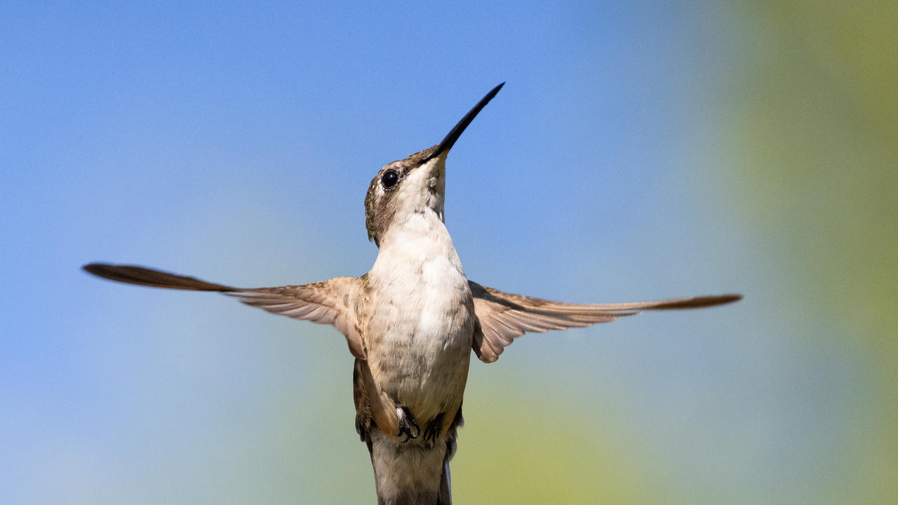 Caught in midair