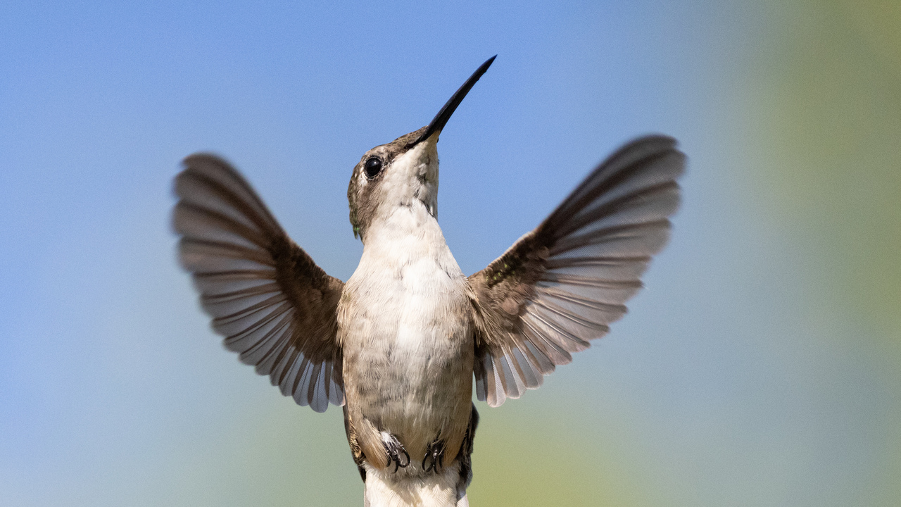 Caught in mid flight