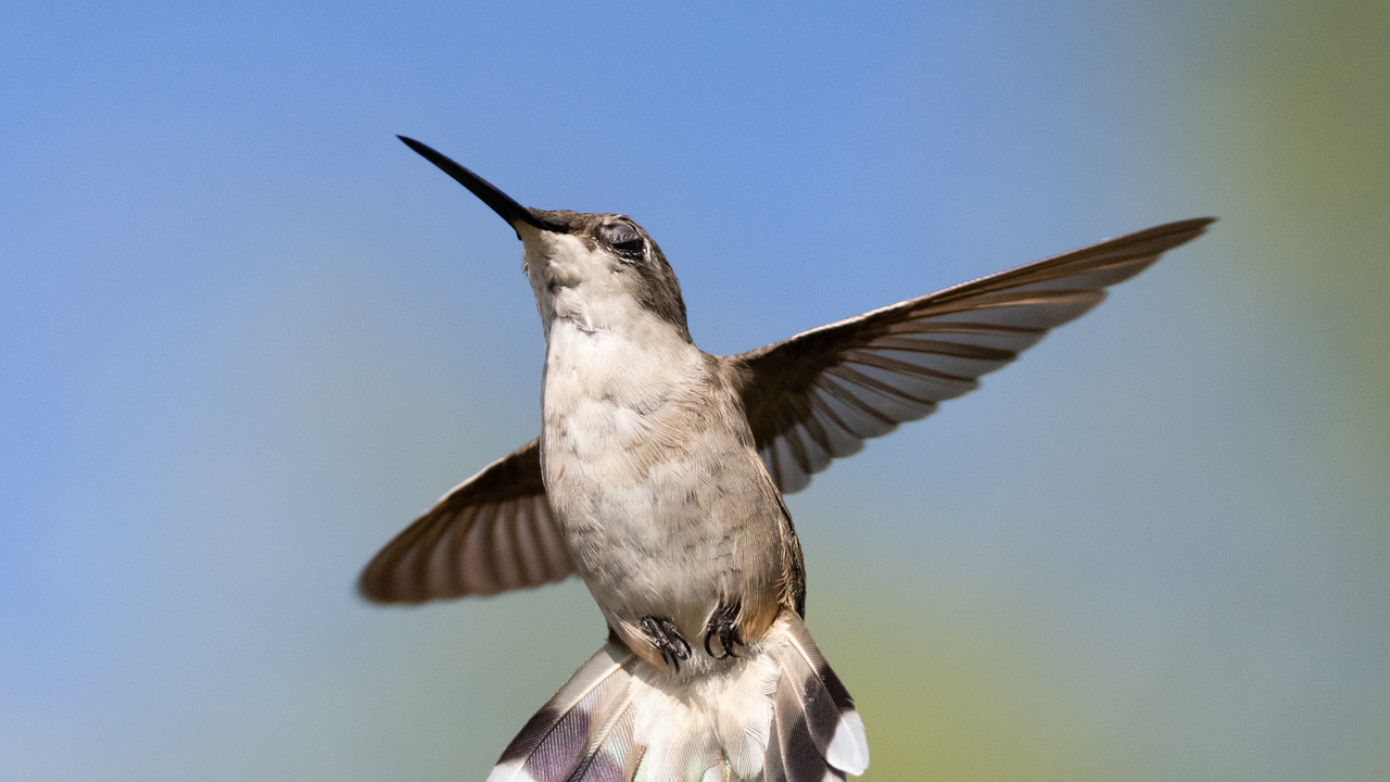 Eyes closed in flight?