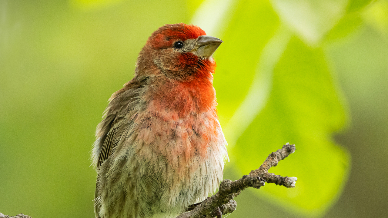 Male house finch