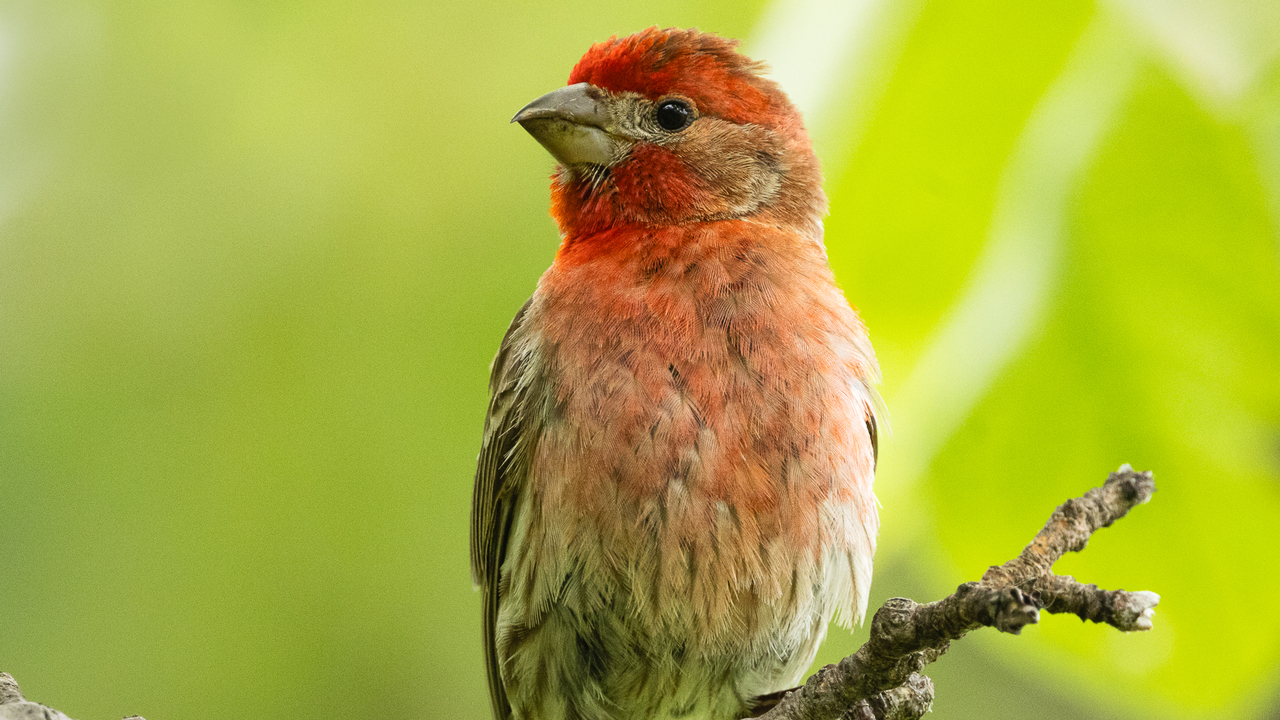 Male house finch