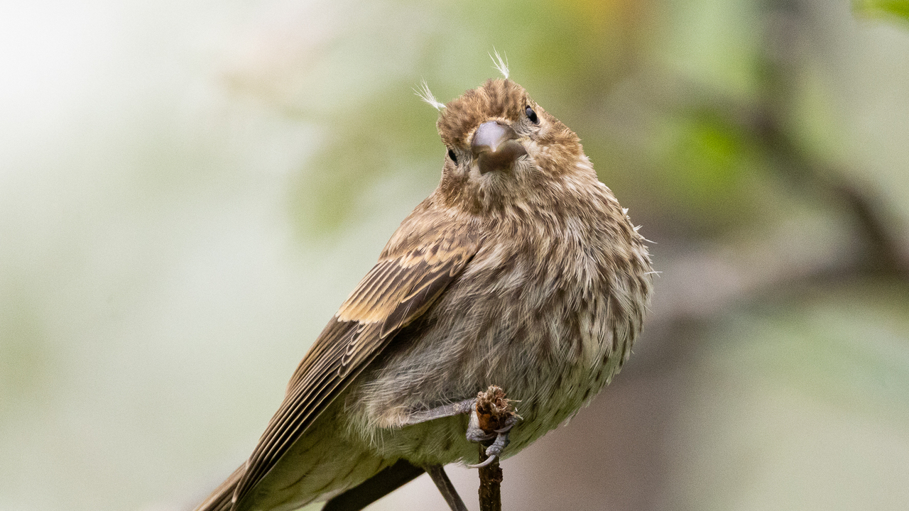 Young female house finch