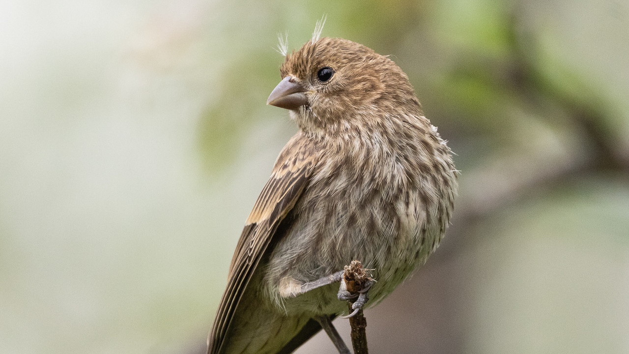 Young female house finch