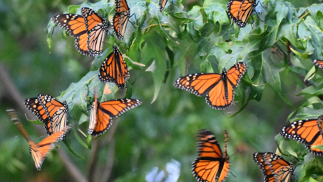 Migrating Monarchs
