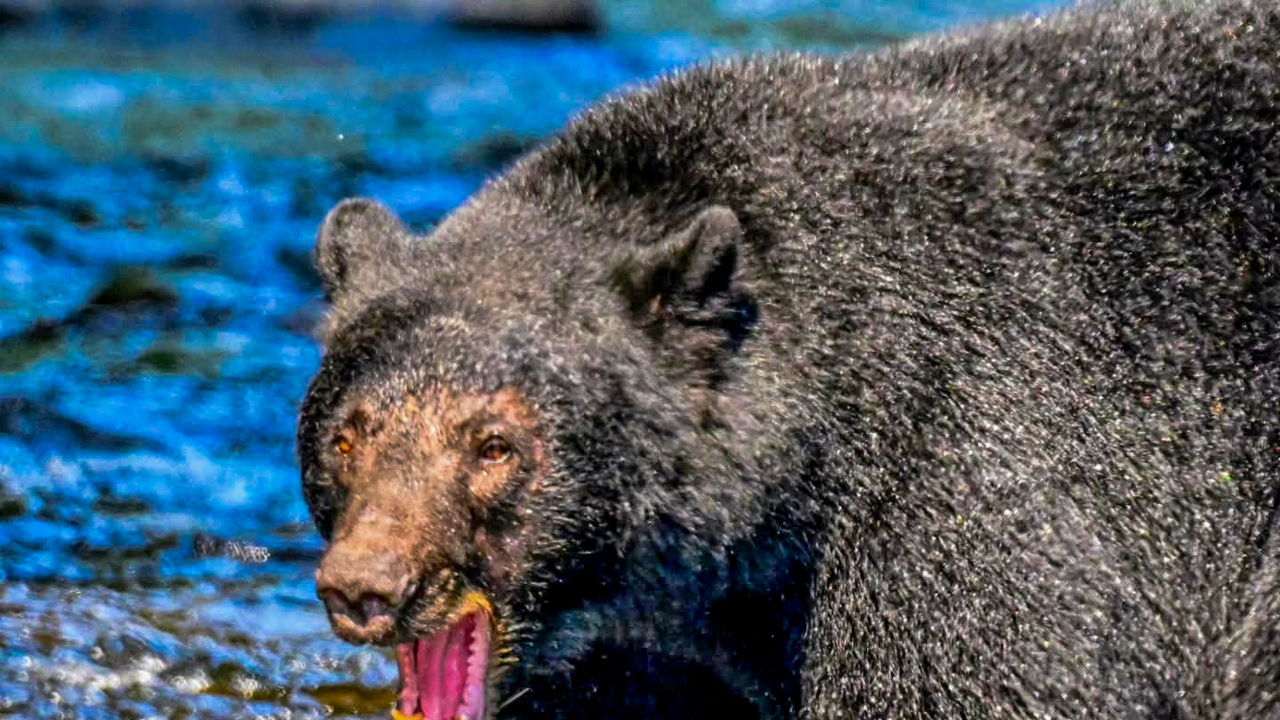 Angry Bear