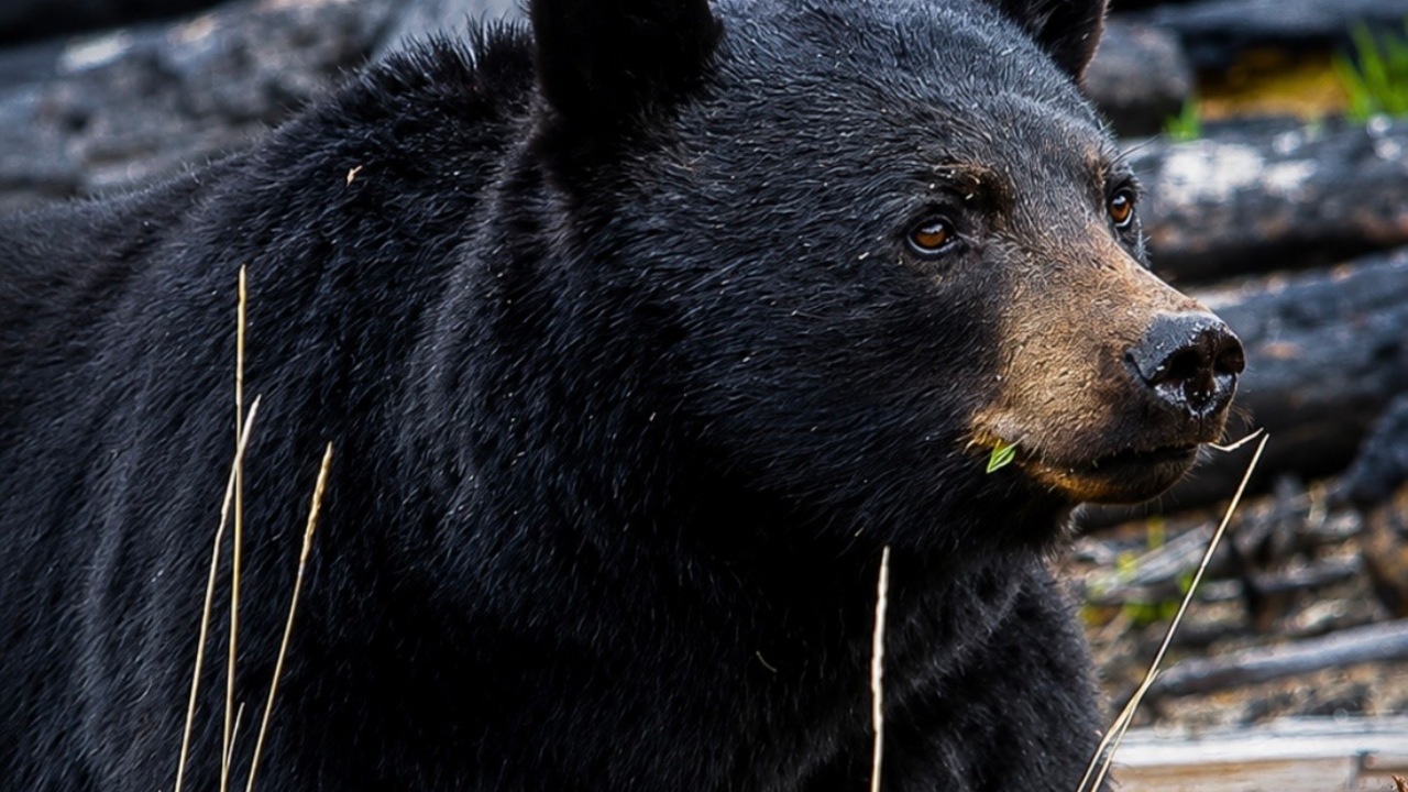 Black Bear