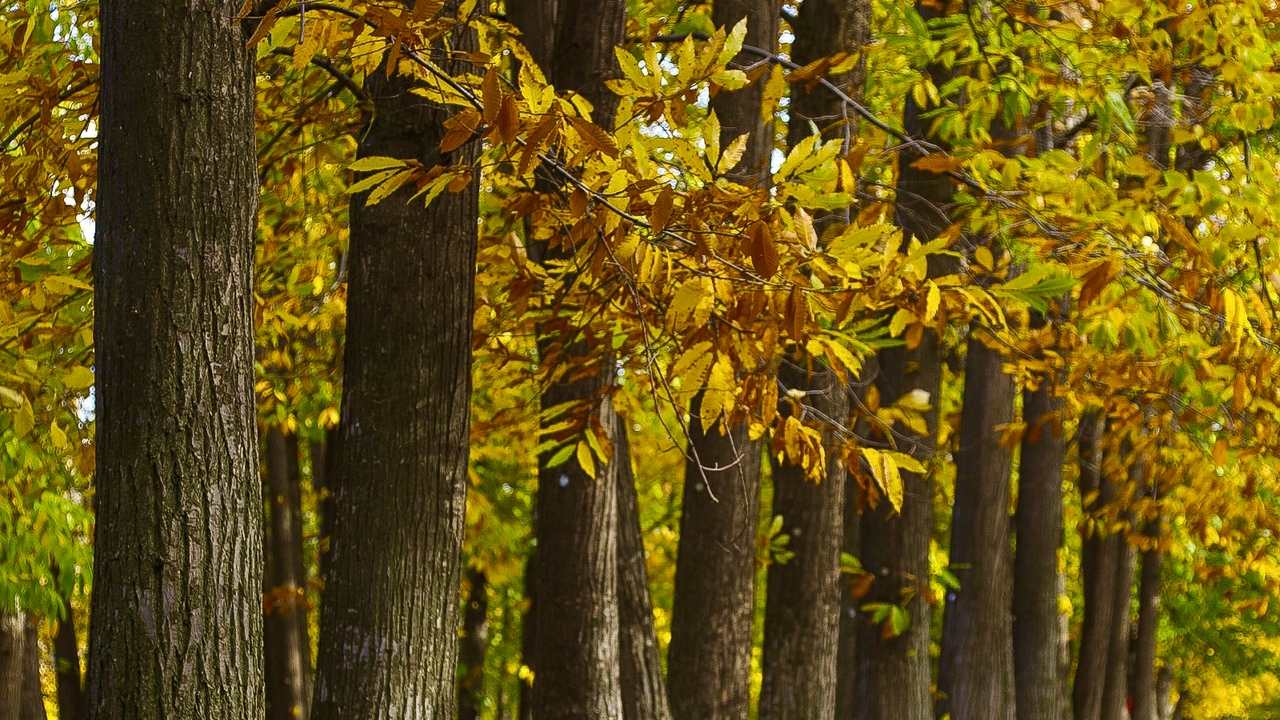 Autumn Peace
